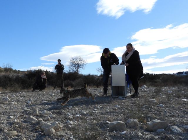 La Región de Murcia continúa con la reintroducción del lince con la suelta de otros tres ejemplares - 1, Foto 1