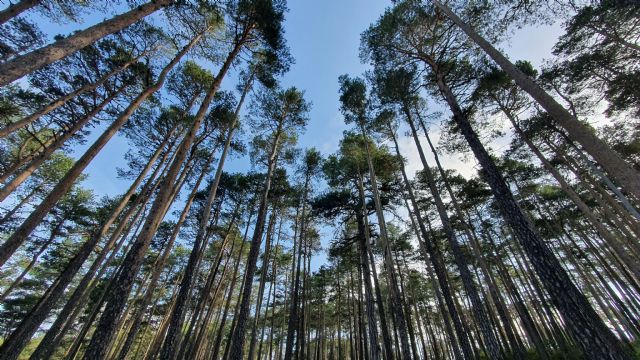 Bosque Innova: un proyecto para crear empleo y emprendimiento verde, revertir la despoblación, promoviendo la gestión forestal y mejorando la biodiversidad en el sistema Ibérico Sur - 1, Foto 1