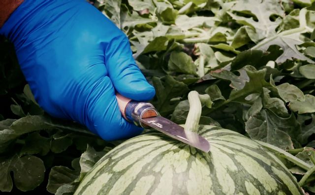 Con el buen tiempo, llegan las sandías Bouquet. Una fruta de cultivo 100% nacional con reconocidas propiedades nutritivas e hidratantes, perfecta para combatir el calor - 2, Foto 2