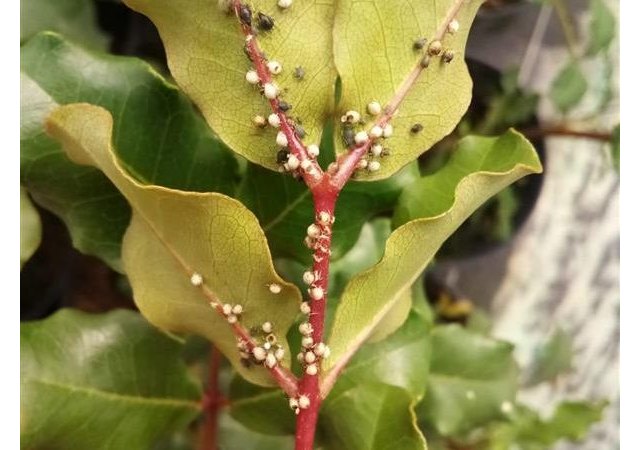 Viveros Hernandorena, pioneros en el control biológico en vivero de frutales - 2, Foto 2