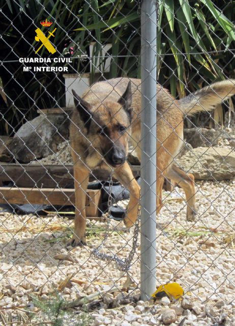 La Guardia Civil investiga a dos vecinos de Calasparra por maltrato animal - 1, Foto 1