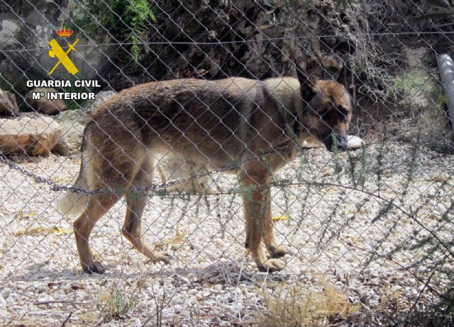 La Guardia Civil investiga a dos vecinos de Calasparra por maltrato animal - 5, Foto 5