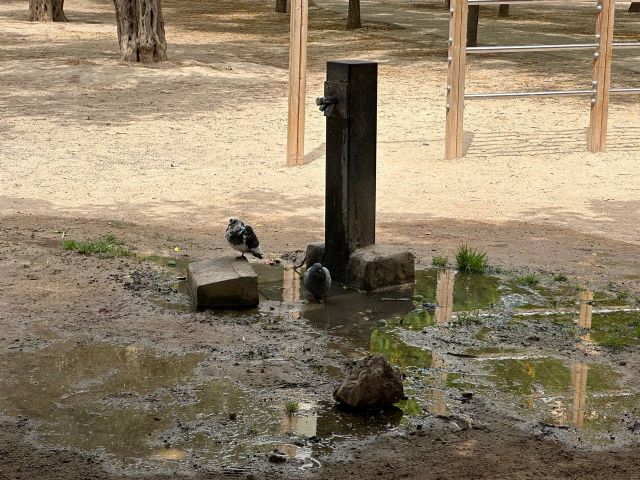 MC apremia al Gobierno local a intervenir en el Parque de la Rosa para que no caiga en el abandono - 5, Foto 5