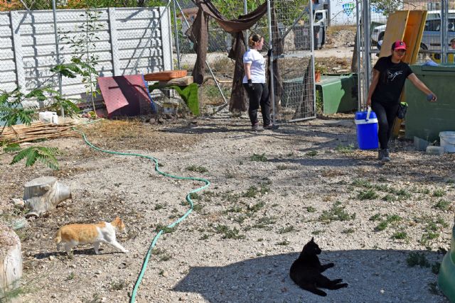 La atención y cuidado a los gatos centra una jornada de concienciación en el centro de protección de animales - 5, Foto 5