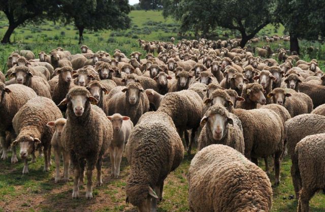 Katia y Holistex colaboran para preservar la lana Merino original de España - 1, Foto 1