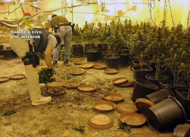 La Guardia Civil desmantela una plantación de marihuana en una nave industrial de Cieza - 2, Foto 2