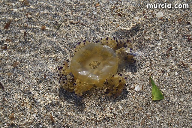 El aumento de la temperatura y del nivel de transparencia propicia la aparición de medusas en el Mar Menor - 1, Foto 1