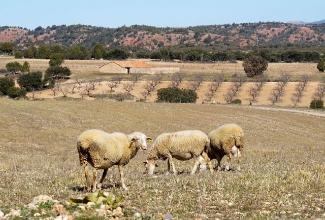 AEVAE amplía su autorización a todo tipo de envases del sector agrícola y ganadero - 1, Foto 1