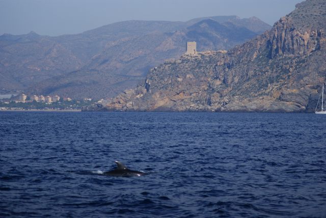 Rechazo a un Proyecto Offshore de cultivo de Seriola y Corvina en la baha de Mazarrn, Foto 1