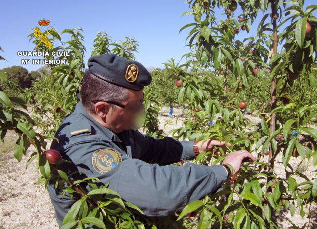 La Guardia Civil investiga a dos empresarios agrícolas por la multiplicación de variedades vegetales protegidas - 1, Foto 1