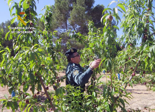 La Guardia Civil investiga a dos empresarios agrícolas por la multiplicación de variedades vegetales protegidas - 3, Foto 3