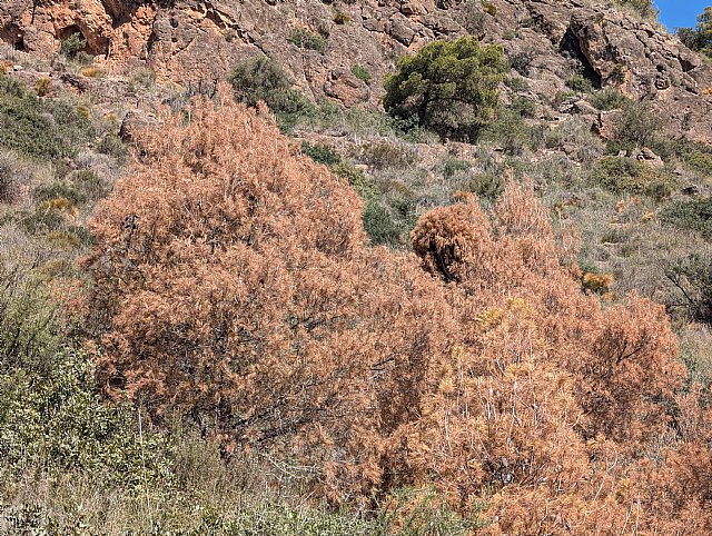 Pinos secos en Sierra Espuña, Foto 1