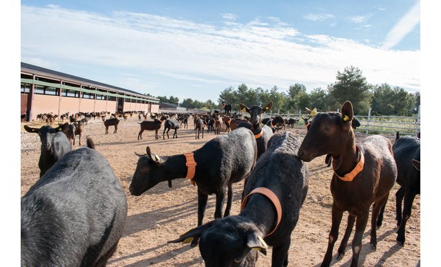 Cantero de Letur invierte 5 millones de euros en su nueva granja ecológica de 3.000 cabras - 1, Foto 1