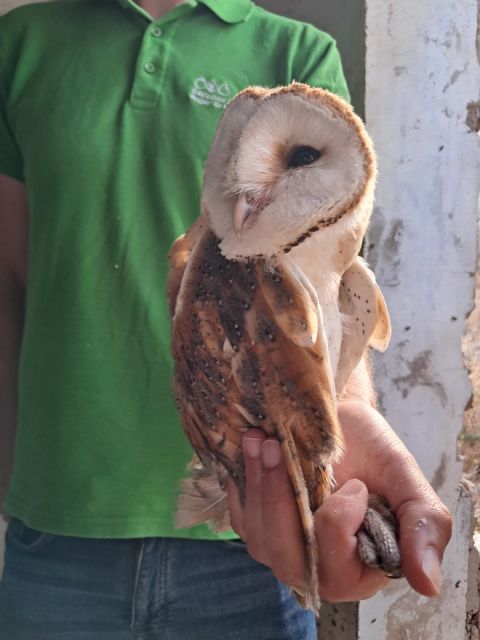 La Comunidad confirma la reproducción de varias rapaces nocturnas en Calblanque La Comunidad confirma la reproducción de varias rapaces nocturnas en Calblanque