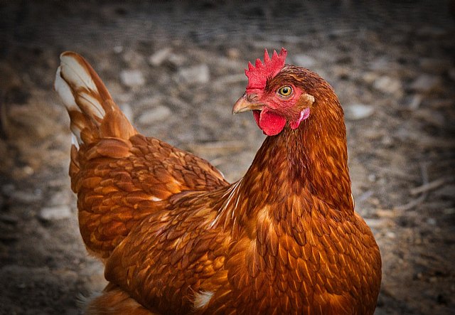 El autoconsumo energético en la cría de aves puede garantizar la viabilidad del sector según M&P - 1, Foto 1