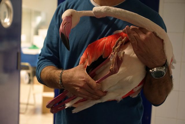 La Comunidad cede un ejemplar de flamenco común a la Fundación Oceanogràfic de Valencia para contribuir con las acciones de educación ambiental - 1, Foto 1