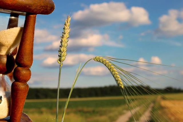 Cizaña, trigo o grano de arena - 1, Foto 1