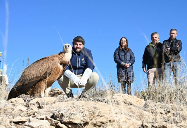 La Región de Murcia cuadruplica su población de buitres leonados y ya roza las 300 parejas reproductoras - 1, Foto 1