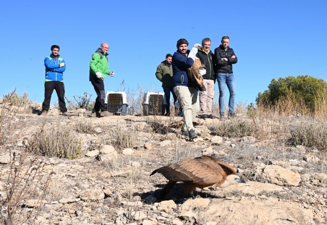 La Región de Murcia cuadruplica su población de buitres leonados y ya roza las 300 parejas reproductoras - 2, Foto 2