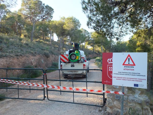 Adelantan 10 días el inicio de la campaña contra la procesionaria debido a las condiciones climáticas y el estado de las larvas - 1, Foto 1