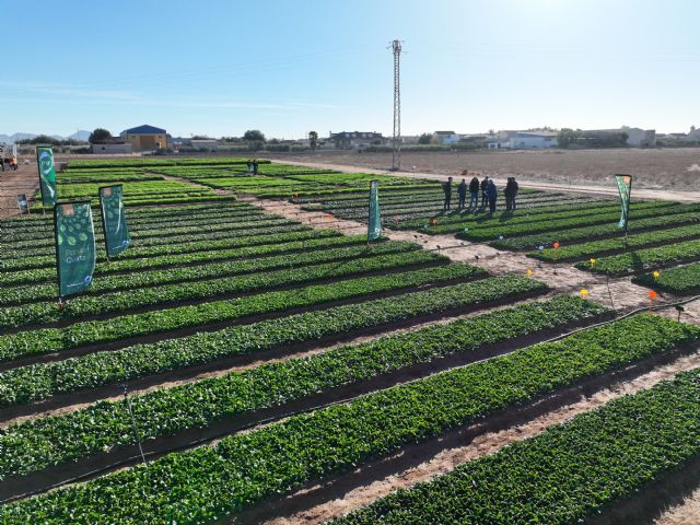 Pop Vriend Seeds demuestra en Murcia su liderazgo en baby leaf - 1, Foto 1