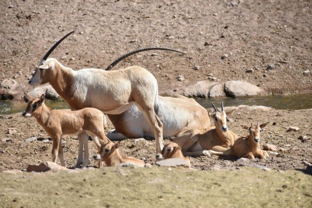 Terra Natura Murcia da la bienvenida a cinco nuevas crías de Oryx cimitarra (Oryx dammah) - 1, Foto 1