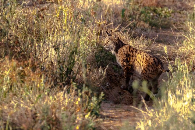 Documental ´Uno más entre nosotros´: la reintroducción del lince ibérico en la Región de Murcia - 1, Foto 1