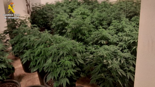 La Guardia Civil desmantela en la Vega Media un grupo criminal que cultivaba y exportaba marihuana a Europa central - 5, Foto 5