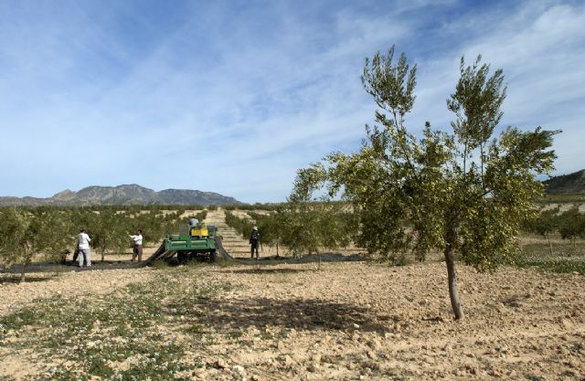El Gobierno regional abona más de 80 millones de euros en ayudas de la PAC para reforzar la renta del sector agrario El Gobierno regional abona más de 80 millones de euros en ayudas de la PAC para reforzar la renta del sector agrario