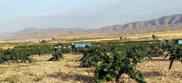 Mas de 1800 viticultores preparan la cosecha de sus uvas en la D.O.P. Jumilla - 1, Foto 1