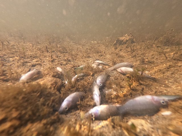 CONTIGO en la Región de Murcia insta a las administraciones a actuar de forma contundente desde YA en la protección y conservación del Mar Menor - 2, Foto 2