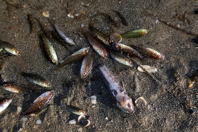 CONTIGO en la Región de Murcia insta a las administraciones a actuar de forma contundente desde YA en la protección y conservación del Mar Menor - 3, Foto 3