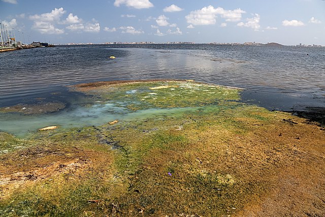 CONTIGO en la Región de Murcia insta a las administraciones a actuar de forma contundente desde YA en la protección y conservación del Mar Menor - 4, Foto 4