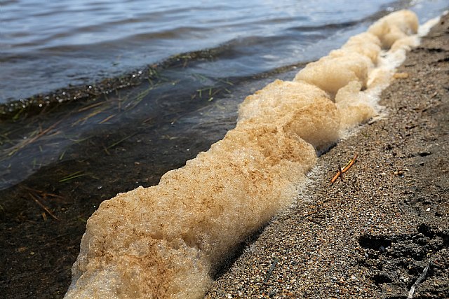 CONTIGO en la Región de Murcia insta a las administraciones a actuar de forma contundente desde YA en la protección y conservación del Mar Menor - 5, Foto 5