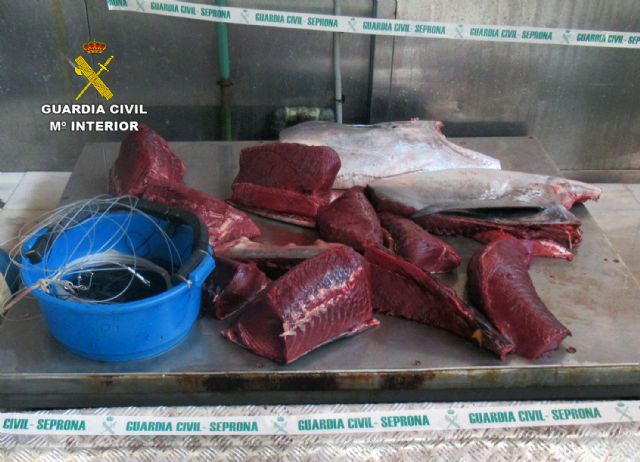 La Guardia Civil sorprende a dos furtivos con un atún rojo de más de 70 kilos en el puerto pesquero de Águilas - 2, Foto 2