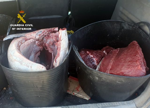 La Guardia Civil sorprende a dos furtivos con un atún rojo de más de 70 kilos en el puerto pesquero de Águilas - 4, Foto 4