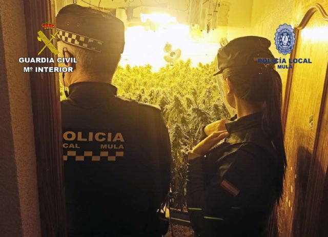 Desmantelan un invernadero con más de un centenar de plantas de marihuana en una vivienda del casco antiguo de Mula - 1, Foto 1