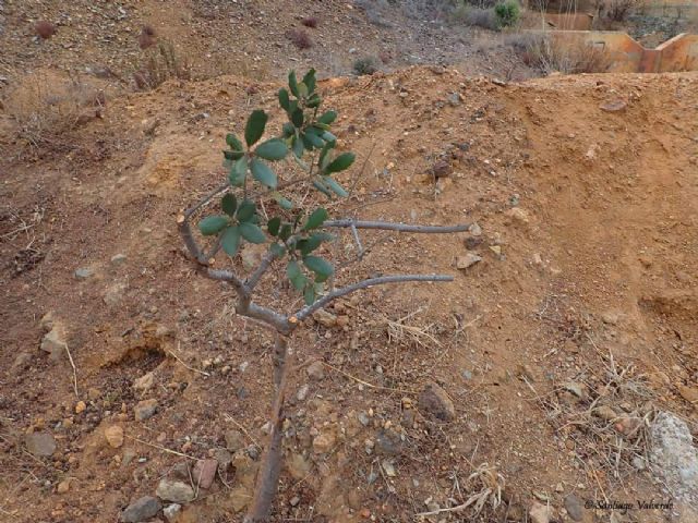 Denuncian la poda salvaje e innecesaria de un grupo de árboles autóctonos protegidos - 3, Foto 3