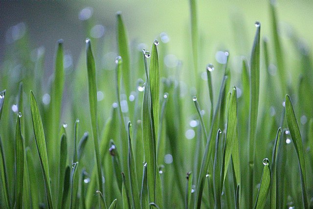 Descubrir que las plantas son holobiontes garantiza el éxito en el cultivo - 1, Foto 1