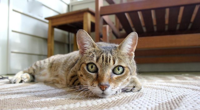 Cuidar de un perro o gato ayuda mejorar el bienestar emocional y físico de las personas - 1, Foto 1