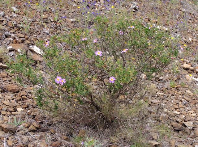 La Comunidad logra con la UPCT y la Fundación Biodiversidad multiplicar por cuatro los ejemplares de jara de Cartagena - 1, Foto 1