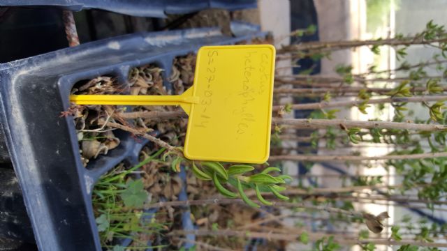 La Comunidad logra con la UPCT y la Fundación Biodiversidad multiplicar por cuatro los ejemplares de jara de Cartagena - 2, Foto 2