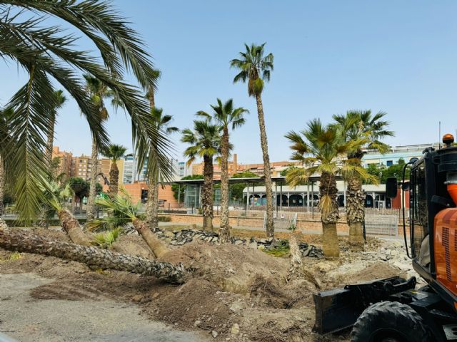 El Ayuntamiento de Lorca se congratula que Adif atienda sus peticiones y trasplante parte del arbolado afectado por las obras del AVE - 2, Foto 2