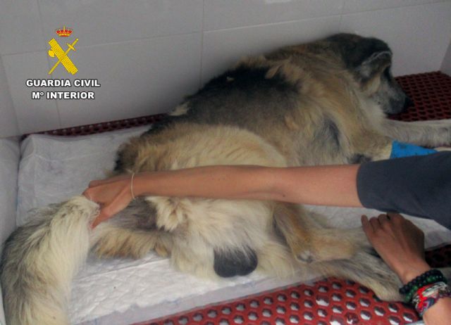 La Guardia Civil investiga en Mazarrón al propietario de unos perros por maltrato animal La Guardia Civil investiga en Mazarrón al propietario de unos perros por maltrato animal