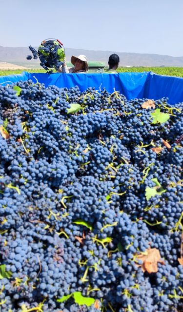Se inicia la vendimia en la DOP Jumilla Se inicia la vendimia en la DOP Jumilla