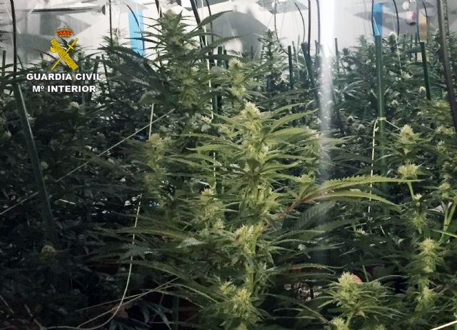 La Guardia Civil desmantela un invernadero clandestino de marihuana en Lorquí - 1, Foto 1