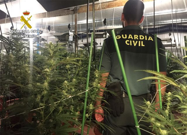 La Guardia Civil desmantela un invernadero clandestino de marihuana en Lorquí - 5, Foto 5