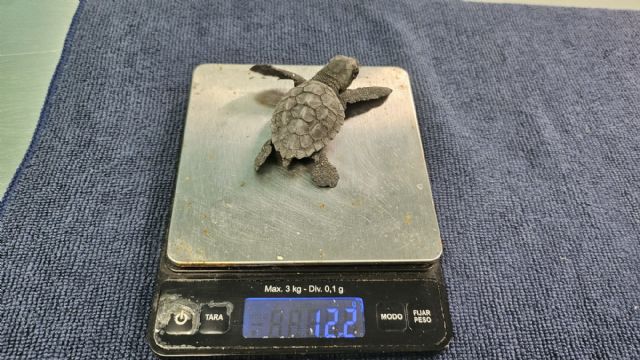 Concluye el proceso de eclosión de los dos nidos de tortuga boba registrados este verano en la Región con 136 ejemplares Concluye el proceso de eclosión de los dos nidos de tortuga boba registrados este verano en la Región con 136 ejemplares