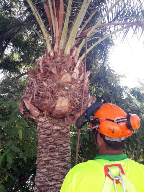 El Ayuntamiento comienza una campaña de fumigación anti picudo en más de 300 palmeras datileras - 1, Foto 1