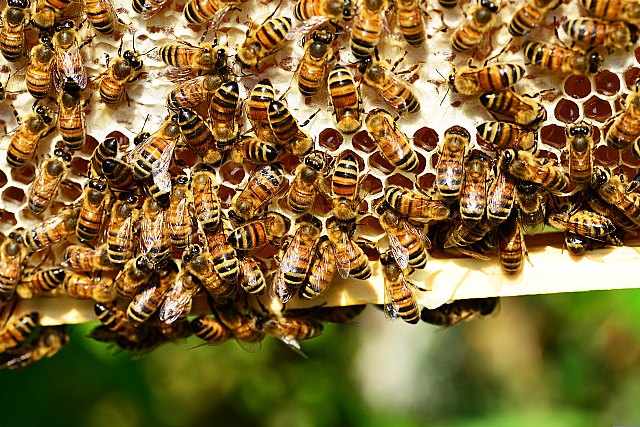 Ecocolmena lanza tres concursos para escolares para fomentar la protección de las abejas - 1, Foto 1